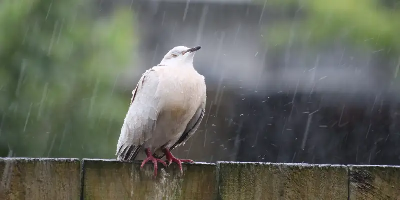 Today Is A Day Off: A Rainy Day’s Thoughts